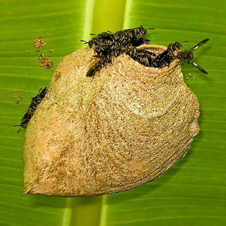 AMAZONAS 15_selva mosaico galeria_DSC00611.jpg